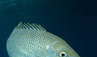 Fish pic for the Australia section? - Australia New Zealand ...