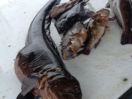 Spearfishing Alaska