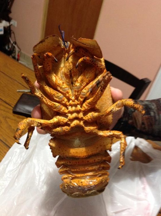 Slipper Lobster