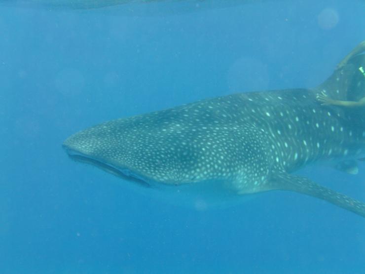 Whale shark head and dorsal fin with me hanging on 13.01.15