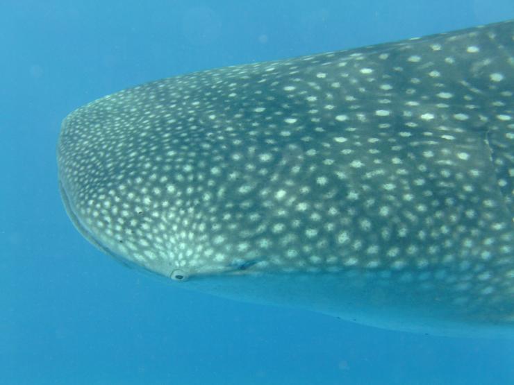 Whale shark looking at you 13.01.15