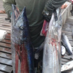 Two 50lb + Wahoo, great day diving!