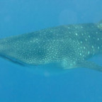 Whale shark head and dorsal fin with me hanging on 13.01.15