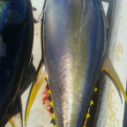 Tuna I got on hook and line